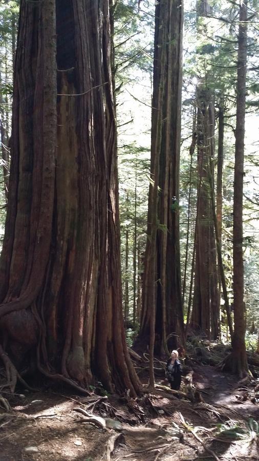 Tilby'S Rainbow Cottage Port Renfrew Ngoại thất bức ảnh